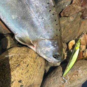 Воблер JACKALL Tricoroll GT 88 SR-F 9g 88mm