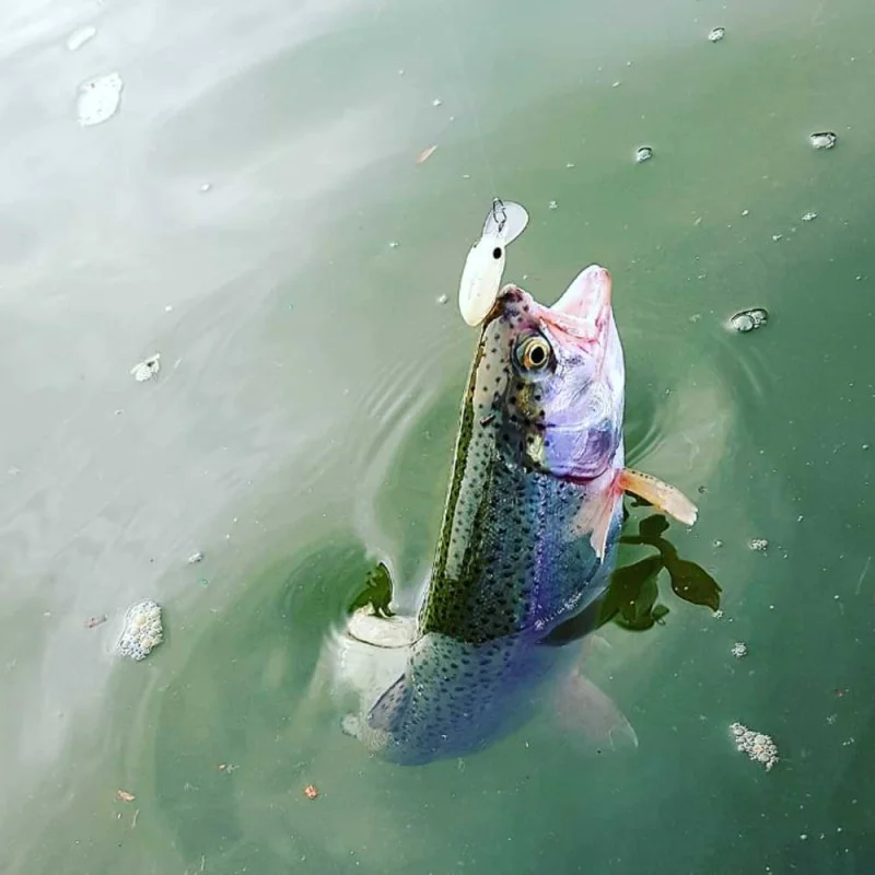 Повърхностна примамка JACKALL Deka Mitts Dry with Rattles 33mm 2.3g