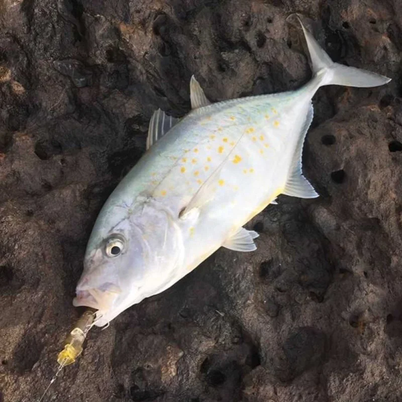 Попер JACKSON R.A. Pop 70 70mm 7g Floating