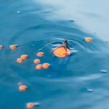 Фидер хранилка KORUM Surface Feeder Float