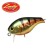 Aurora Gold Northern Perch - - КОД : 884403568844 