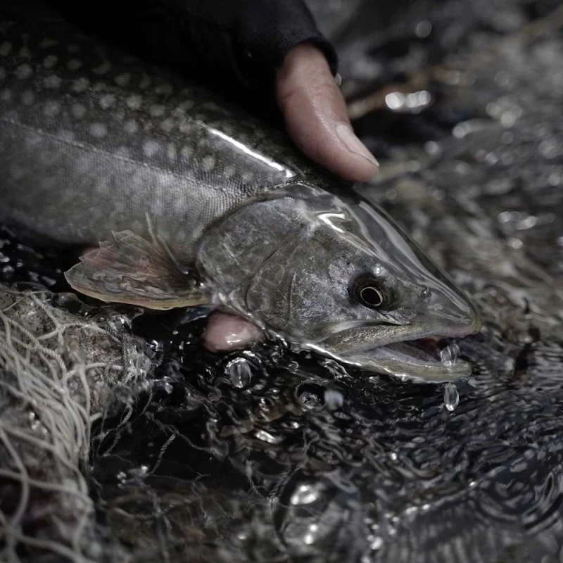 Воблер MEGABASS OVE Flatside GH45 45mm 1.7g Floating