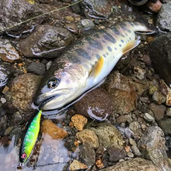 Воблер MEGABASS OVE Flatside GH45 45mm 1.7g Floating