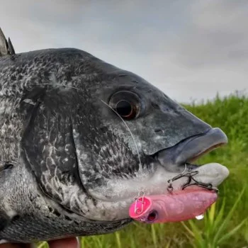 Попер MEGABASS Swing Hot 60mm 7g Floating