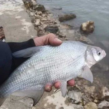 Захранка VEDA Choco Cheese 1kg