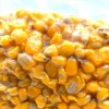 Царевица NBURN Baits Big Corn 1kg