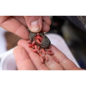 Хранилка за червей PRESTON ICM In-Line Maggot Feeder