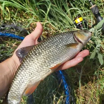 Спининг въдица SPRO Mimic 2.0 Spin 2.10m 5-20g