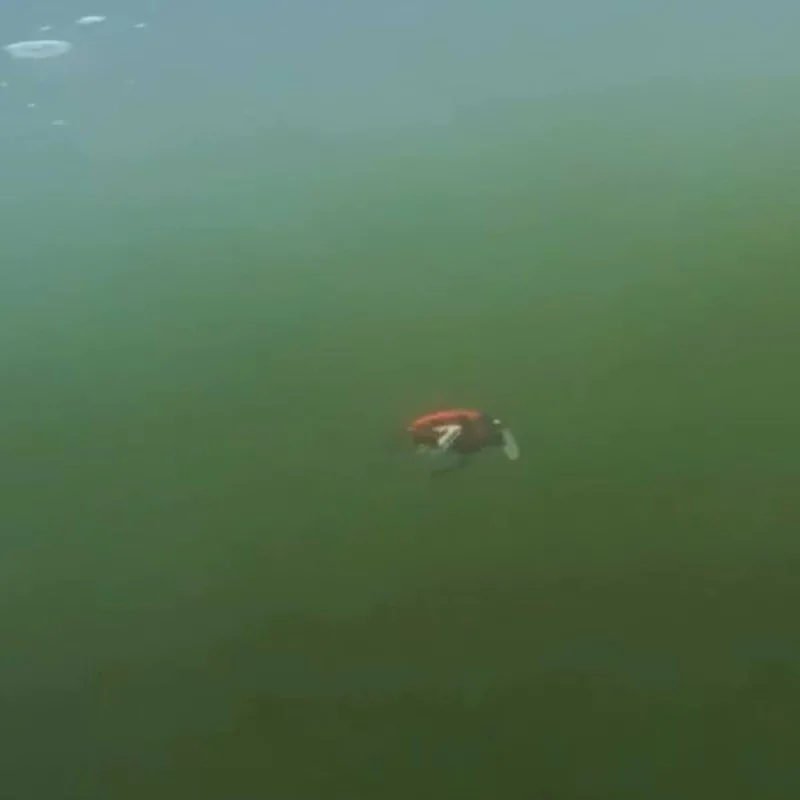 Воблер SPRO Zuk 35mm 4.0g