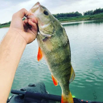 Пилкер SPRO Cast X 35gr