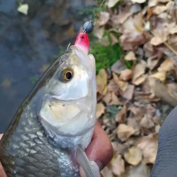 Силиконова примамка SAVAGE GEAR LB Cannibal 6.8cm 3g