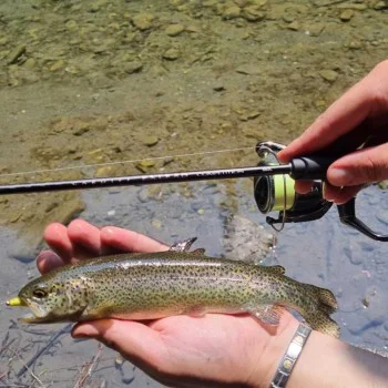 Спининг въдица SHIMANO Cardiff Exlead Competition 60UL 183cm 0.4-4.5g