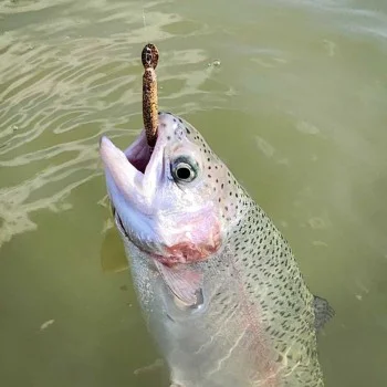 Воблер DAIWA Presso Double Clutch 45F1 45mm 1.6g Floating