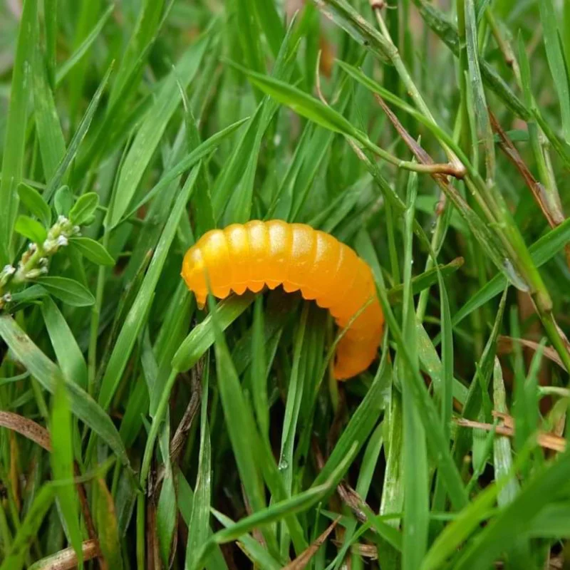 Силиконова примамка TROUT MASTER Real Camola Garlic 3cm