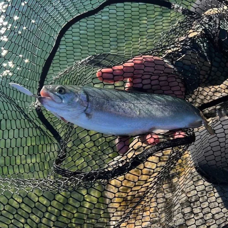 Клатушка VALKEIN Scheila 1.8g