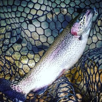 Воблер VALKEIN Kuga 36mm 2.1g Floating