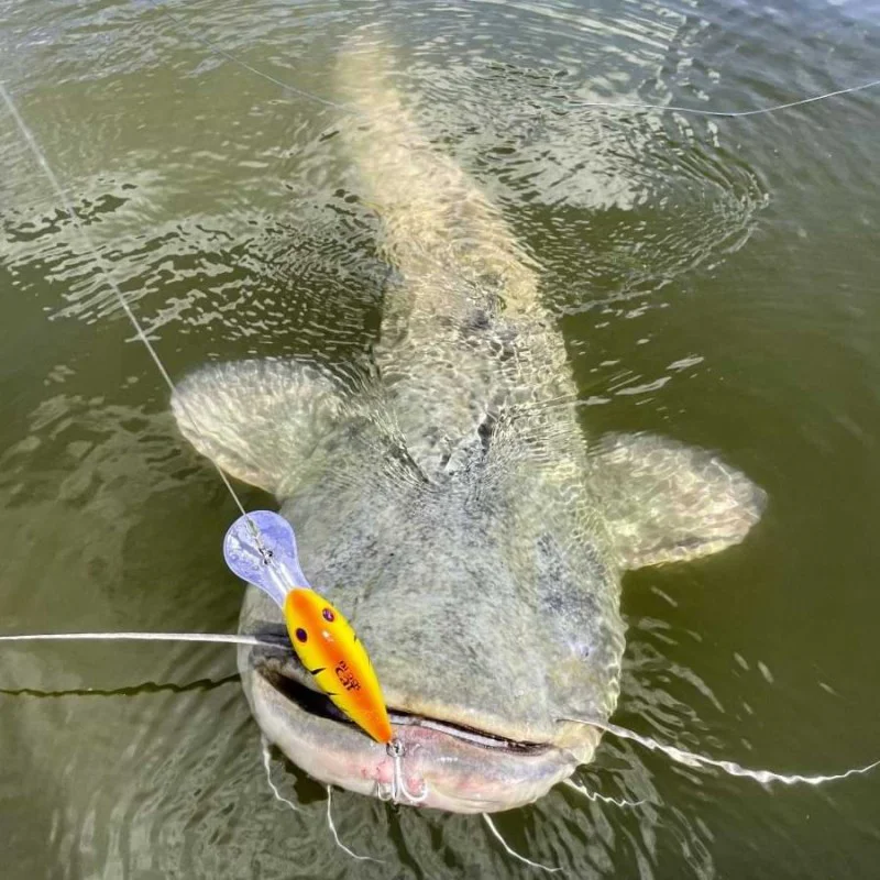 Воблер BLACK CAT Cranker 16cm 50g