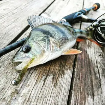 FISHUP Tiny 1.5 inch