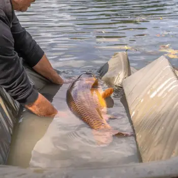 AVID CARP Pro-Tect Deluxe Cradle