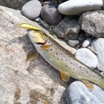 ALEKSIEV HANDMADE Trout Killer - 4cm 1.7g Sinking