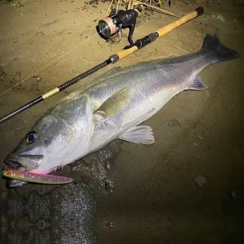 APIA Lammtarra Badel 130 20g