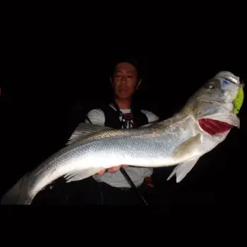 APIA Punch Line Curvy 70SS 11g