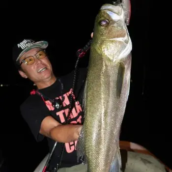 APIA Baleine 125F 22g