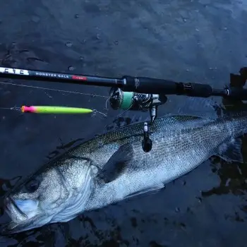 APIA Foojin BB Monster Gale 110H