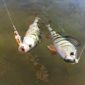 APIA Punch Line 45 3.4g