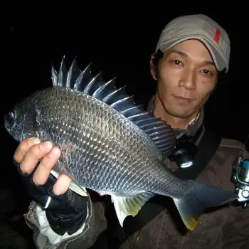 APIA Chinupara Dodge 10g