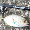 APIA Grandage Lite 75