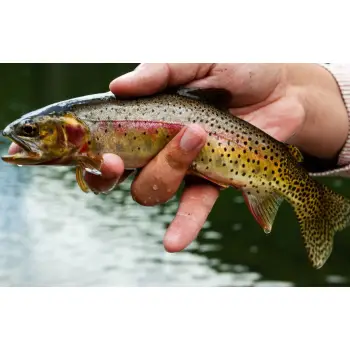 BERKLEY Powerbait Sparkle Honey Worms