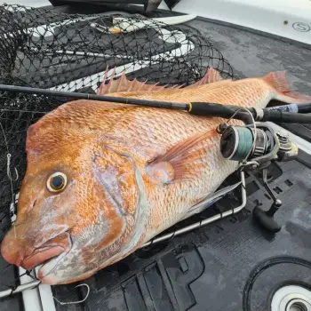 DAIWA 20 BG MQ 5000D-H