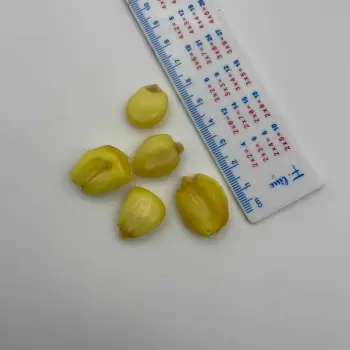 DYNAMITE BAITS CarpTec Particles Mega Corn 1L