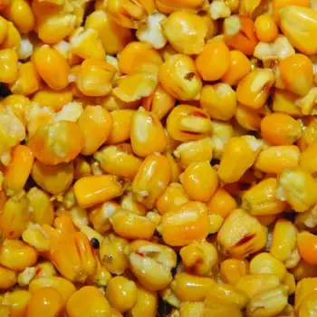 DYNAMITE BAITS Frenzied Maize Can 700g