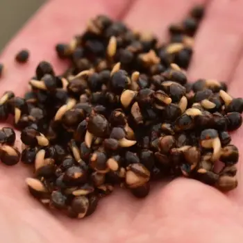 DYNAMITE BAITS The Source Frenzied Hempseed 700g