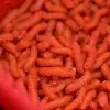 DYNAMITE BAITS Shake N Catch Colour And Flavour Enhancer Spice Orange