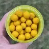 DYNAMITE BAITS Sweet Tiger & Corn Pop-Up 15mm