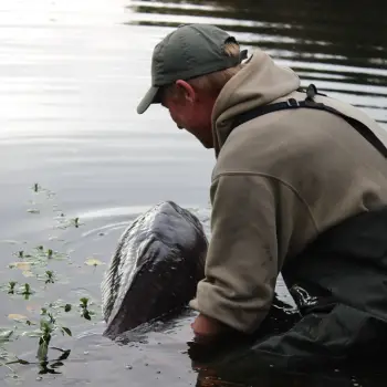 DYNAMITE BAITS Red-Amo Pink Fluro Pop-Up