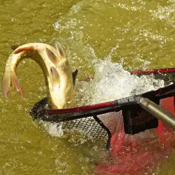 DYNAMITE BAITS Landing Net