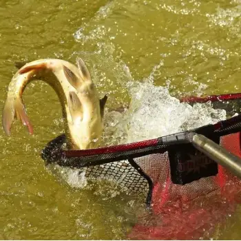 DYNAMITE BAITS Landing Net