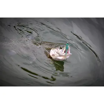 FISHUP Diving Bug 2 inch