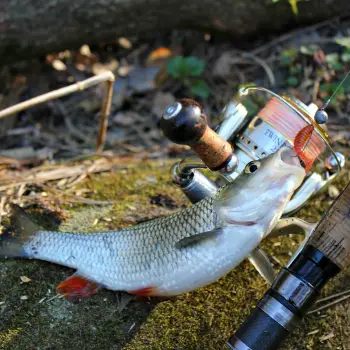 FISHUP Fancy Grub 1 inch