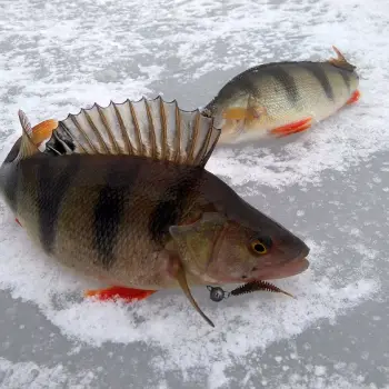 FISHUP Tanta 1.3 inch