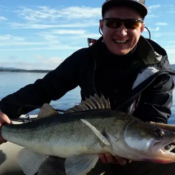 FISHUP U-Shad 3 inch