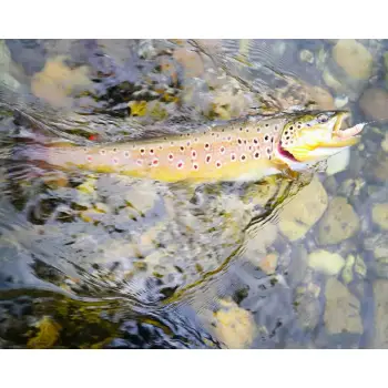 FISHUP Tanta 1.5 inch