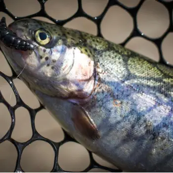 FISHUP Yochu 1.7 inch