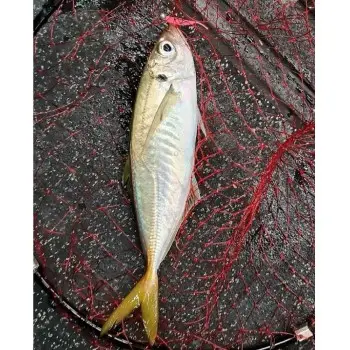 FISHUP Aji Triple Stick 1.9 inch