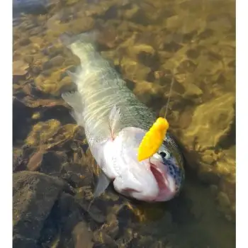 FISHUP Maya 1.4 inch Cheese Taste