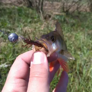 FISHUP Flit 1,5 inch